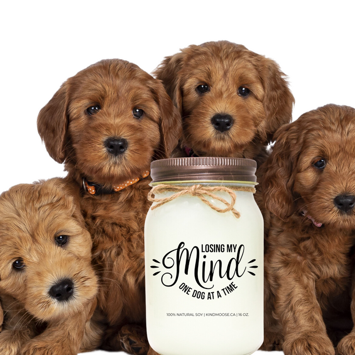 LOSSING MY MIND, ONE DOG AT A TIME