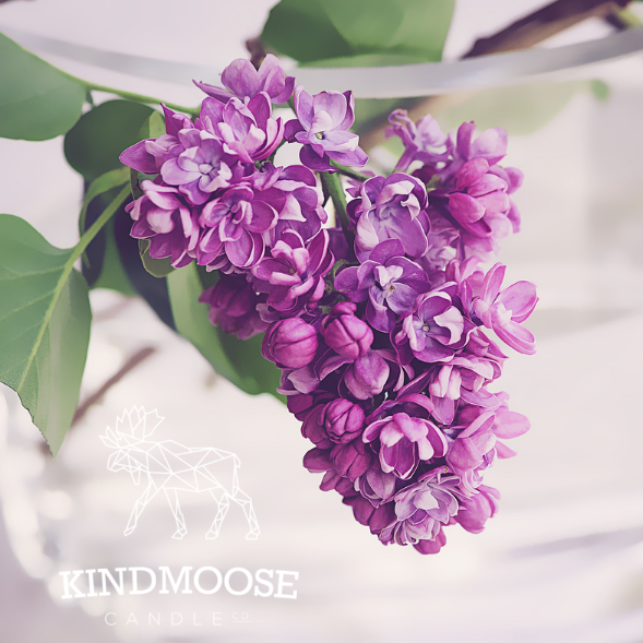 KINDMOOSE CANDLE CO 8 oz Candle LILAC (8 oz) LILAC (8 oz) Mason Jar Candles - KINDMOOSE Candle Co.